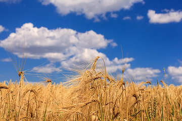 Image showing Ripe wheat against a blue sky 