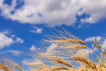 Image showing Ripe wheat  