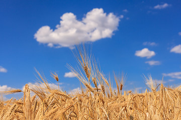 Image showing harvesting