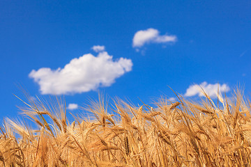 Image showing ears of ripe wheat