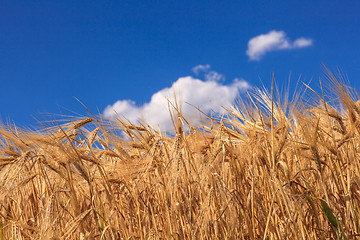 Image showing wheat field