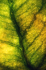 Image showing abstract macro close up of a green yellow  leaf 