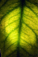 Image showing  green leaf and his veins in the light 
