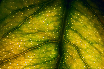 Image showing macro close up of a green leaf