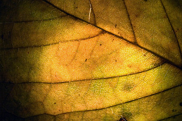 Image showing  macro abstract of a green yellow  leaf 