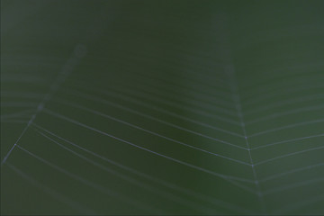 Image showing abstract white web  