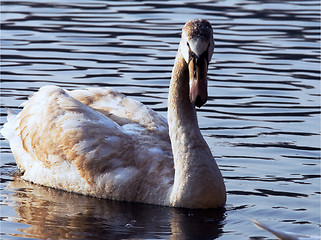 Image showing  of little white swan 