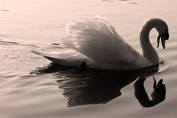Image showing swan    black eye in the 
