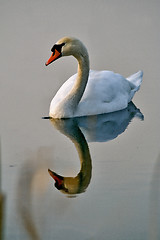 Image showing italy reflex front  of little white swan 