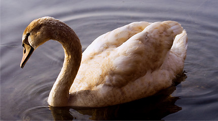 Image showing  little swan    black    river