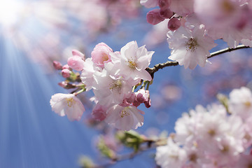 Image showing branch of japanese cherry against blue sunny sky