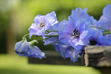 Image showing delphinium - larkspur close-up