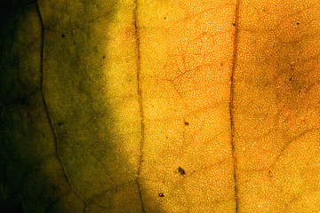 Image showing abstract yellow red leaf and his veins
