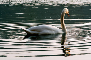 Image showing italy green side of little white swan