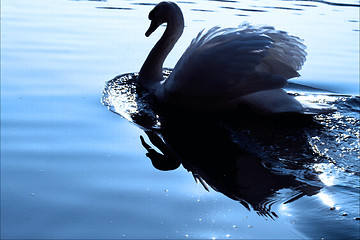 Image showing little white swan    black  