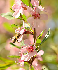 Image showing honey bee