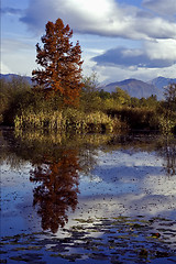Image showing autumn lake and marsh 