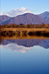 Image showing  marshy  in the north of italy