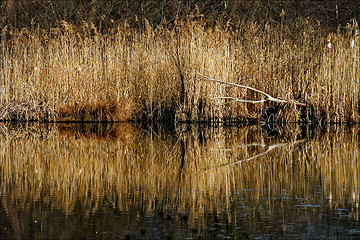 Image showing marshy abstract   in the north  