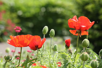 Image showing Poppies