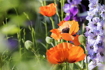 Image showing poppies and larkspur
