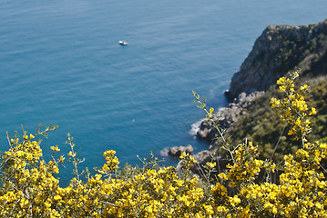 Image showing Zingaro Natural Reserve with mimosas