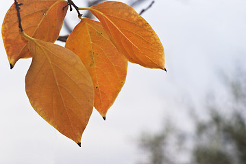 Image showing persimmon leaves