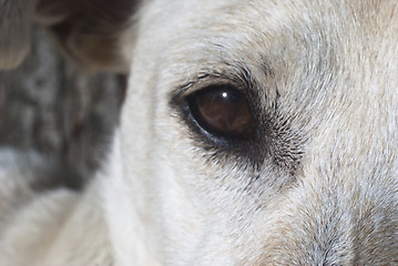 Image showing Close-up of the eye dog