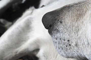 Image showing dog nose close up