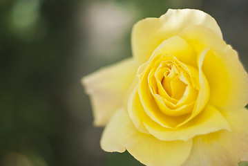 Image showing  yellow rose