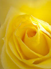 Image showing  yellow rose