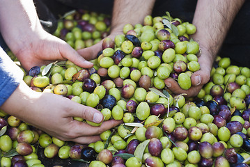 Image showing Olives picking in Sicily