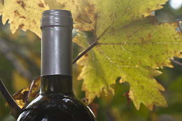 Image showing wine bottle and young grapevine leaf