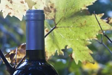 Image showing wine bottle and young grapevine leaf