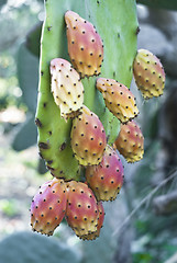 Image showing Cactus fruit, prickly pears 