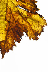 Image showing grapevine leaf isolated 