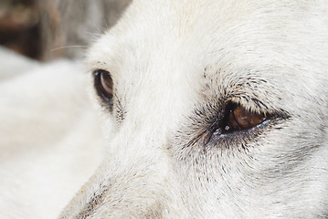 Image showing Close-up of the eye dog