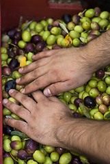 Image showing Olives picking in Sicily