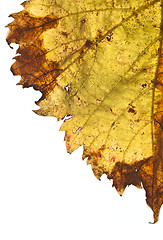 Image showing grapevine leaf isolated 