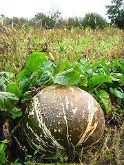 Image showing ripe grey pumpkin in kithen garden