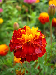 Image showing beautiful flower of tagetes