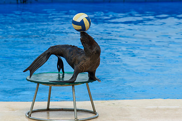 Image showing Fur seal with ball