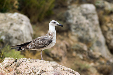 Image showing Seagull sitting on the rock