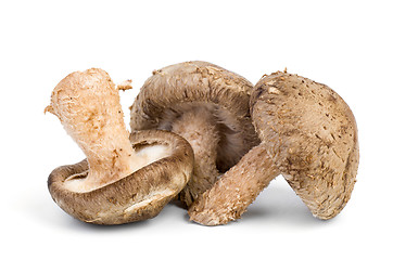 Image showing Three fresh shiitake mushrooms