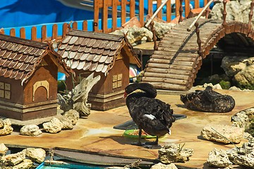 Image showing Black swans and bird houses