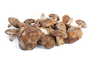 Image showing Several fresh shiitake mushrooms