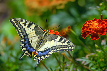 Image showing Swallowtail butterfly on the marygold flower