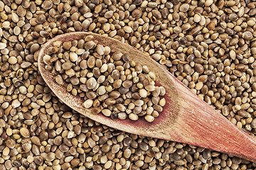 Image showing hemp seed