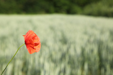 Image showing Red flower