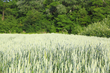 Image showing green ears